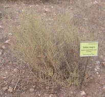 Imagem de Salsola oppositifolia Desf.