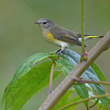 Image of American Redstart