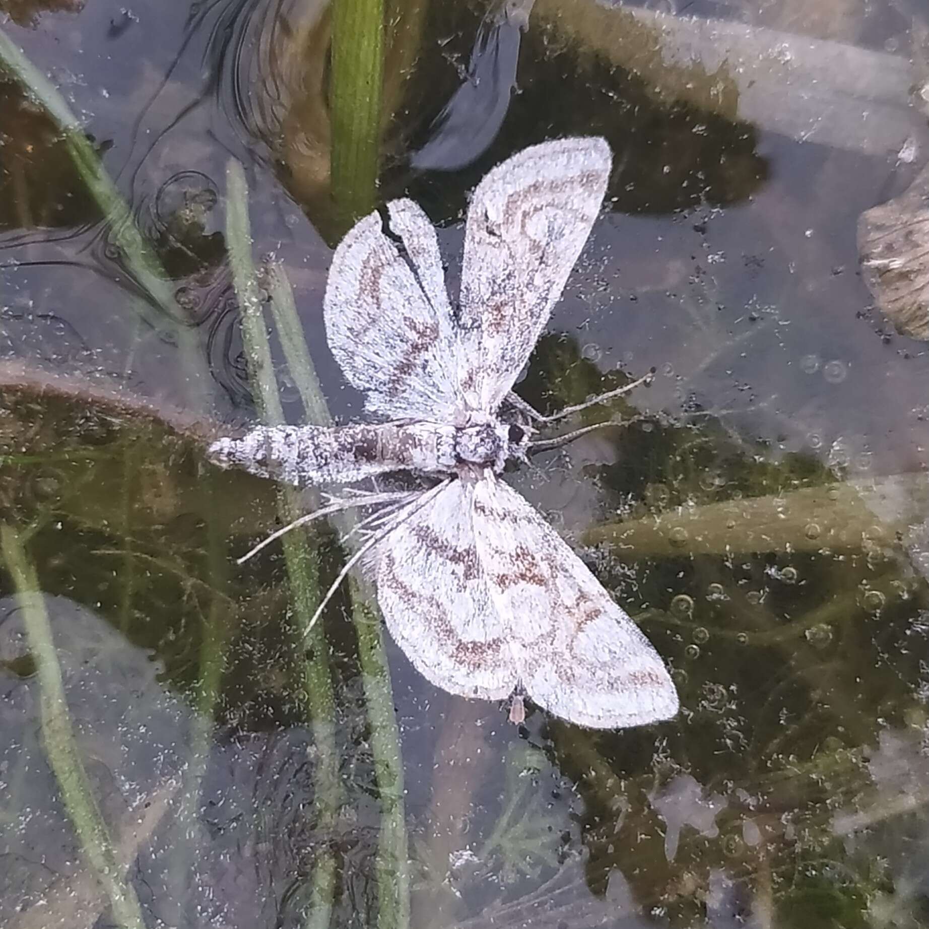 Image of Nymphula nitidulata