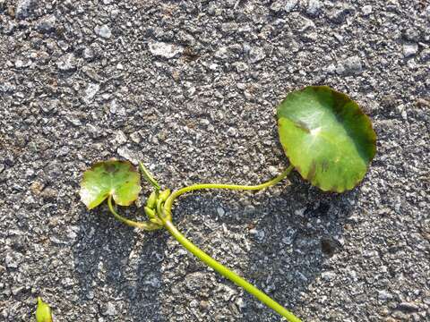 Image of yellow floatingheart