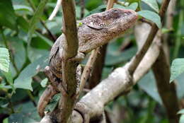 Image of Short-horned Chameleon