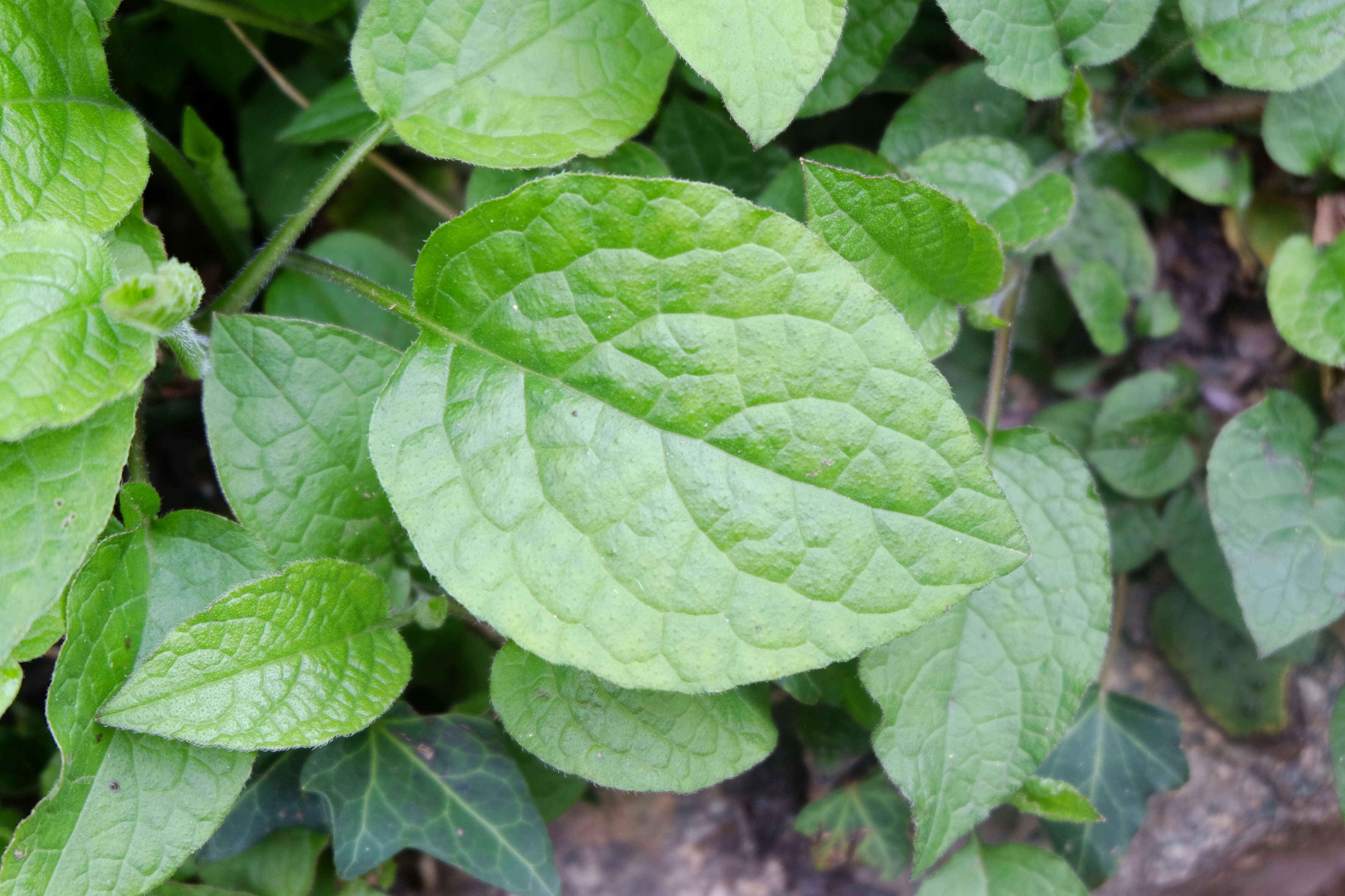 Image of Symphytum grandiflorum DC.