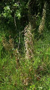 Image of Lizard orchid