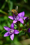 Image of chiltern gentian