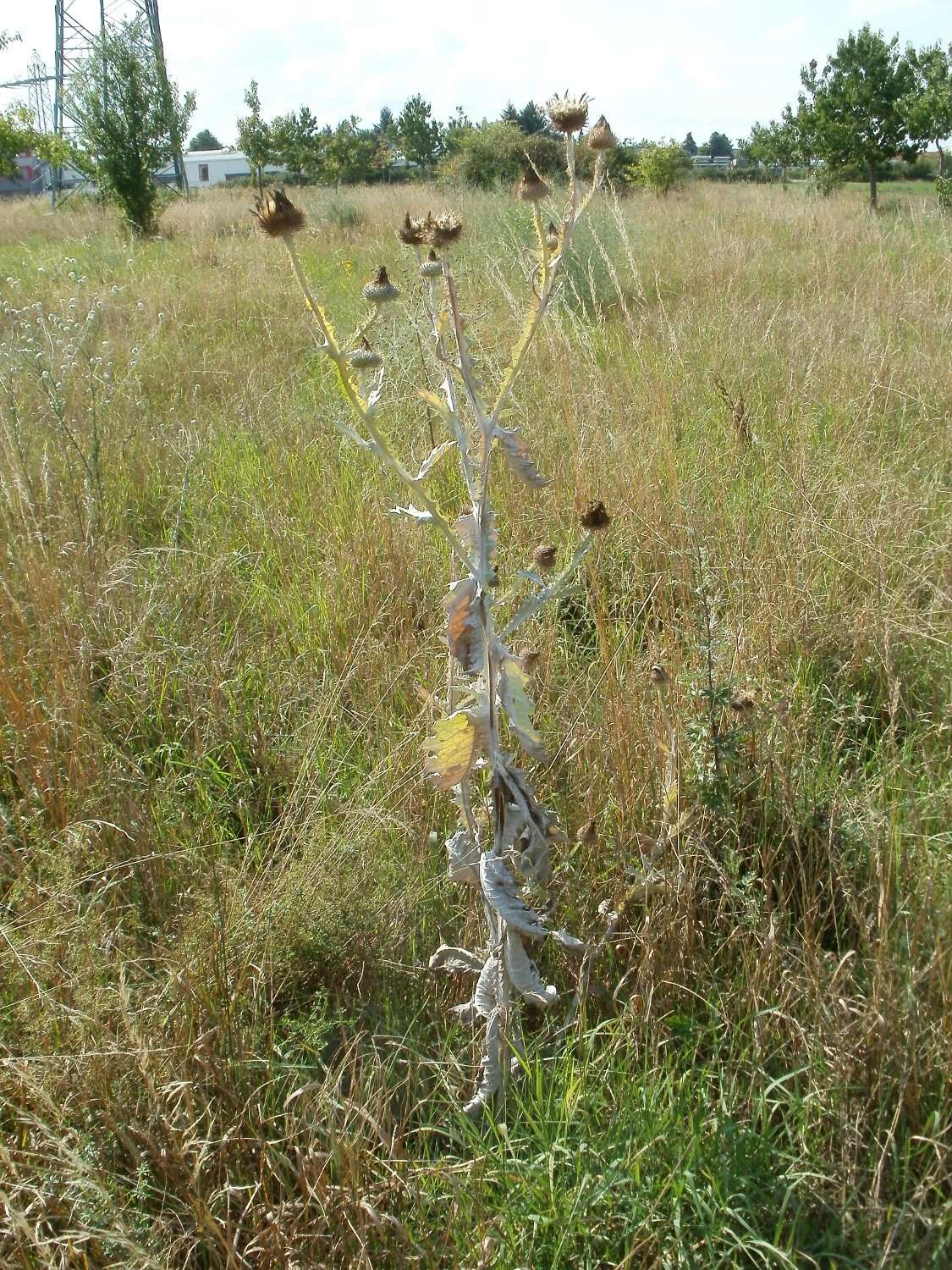 Image of Cotton Thistle