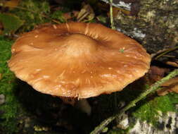 Image of Deer Mushroom