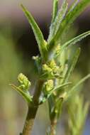 Image of Tufted Loosestrife