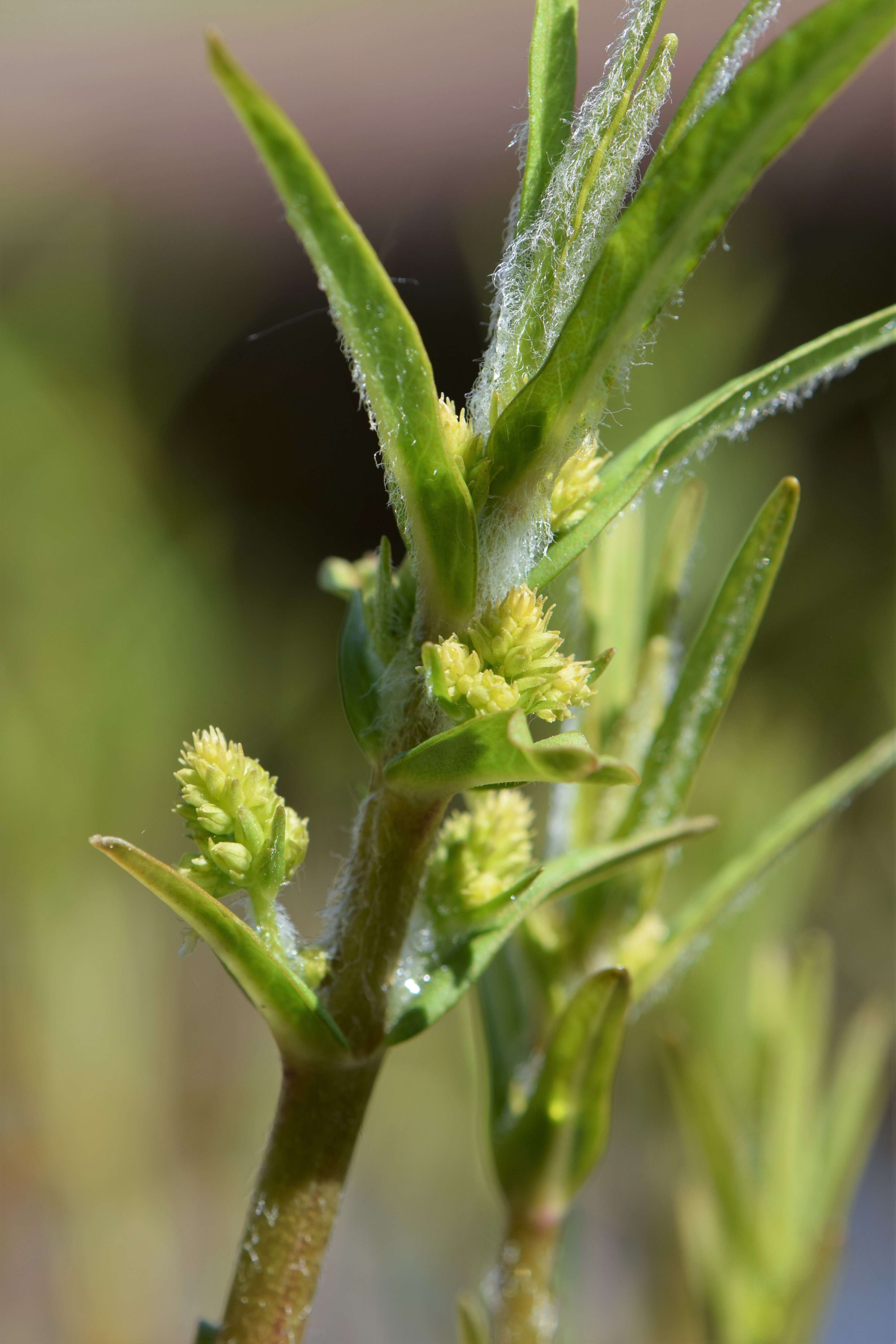 Image of Tufted Loosestrife