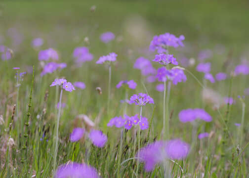 Plancia ëd Primula farinosa L.