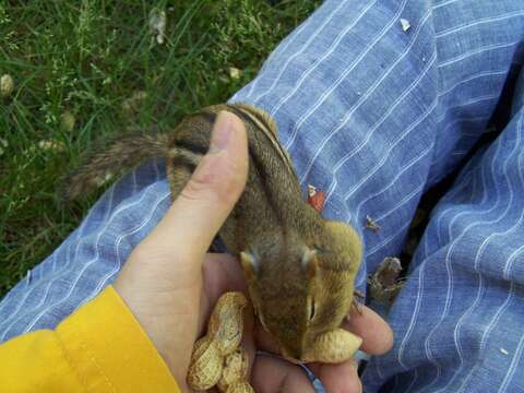 Image of Siberian Chipmunk