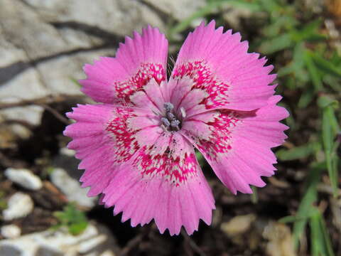 Image de Dianthus callizonus Schott & Kotschy