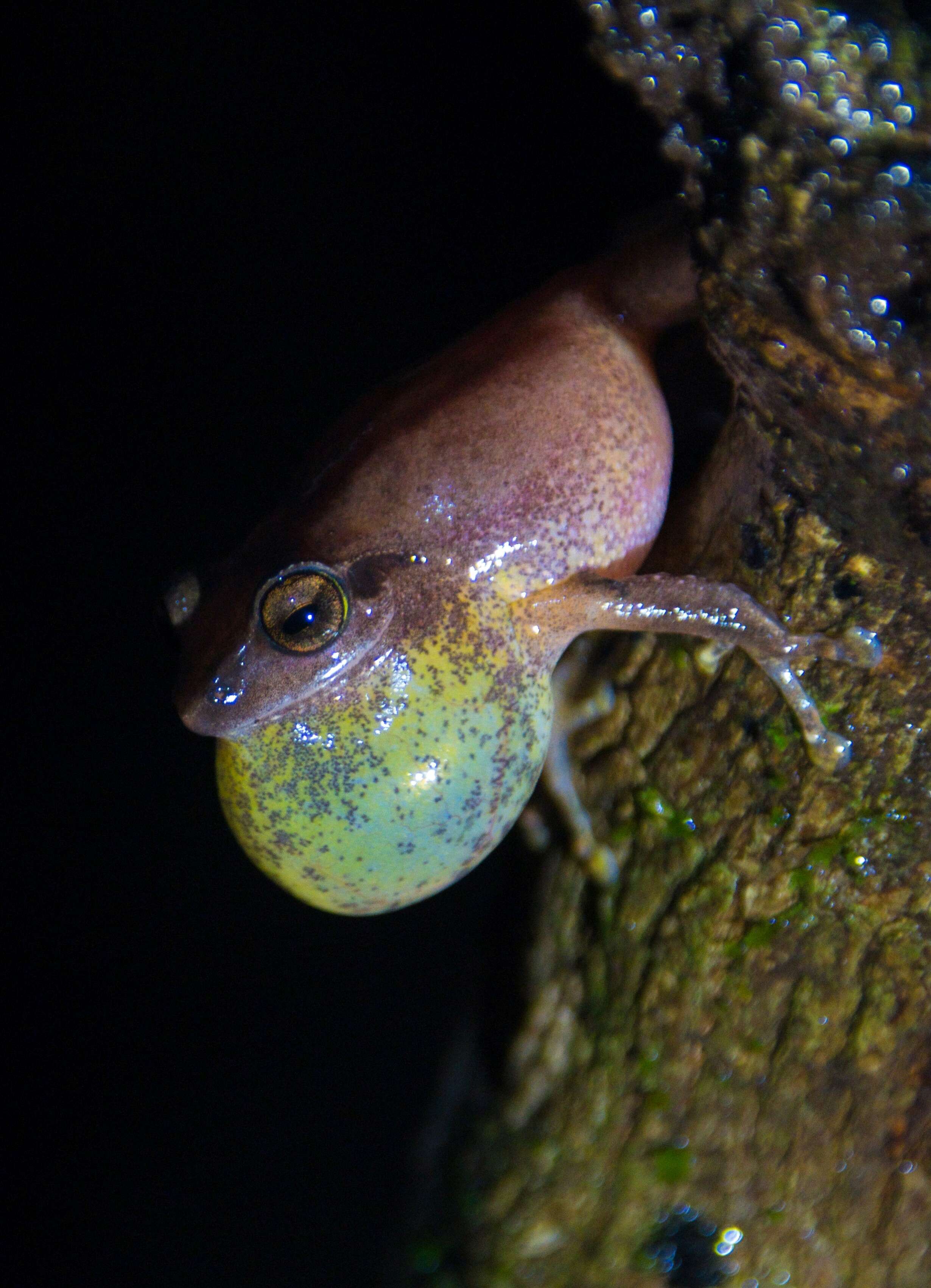 Image of Pseudophilautus amboli (Biju & Bossuyt 2009)