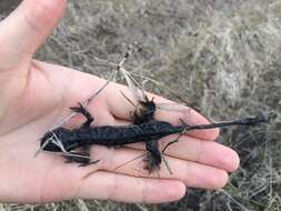 Image of Barred Tiger Salamander