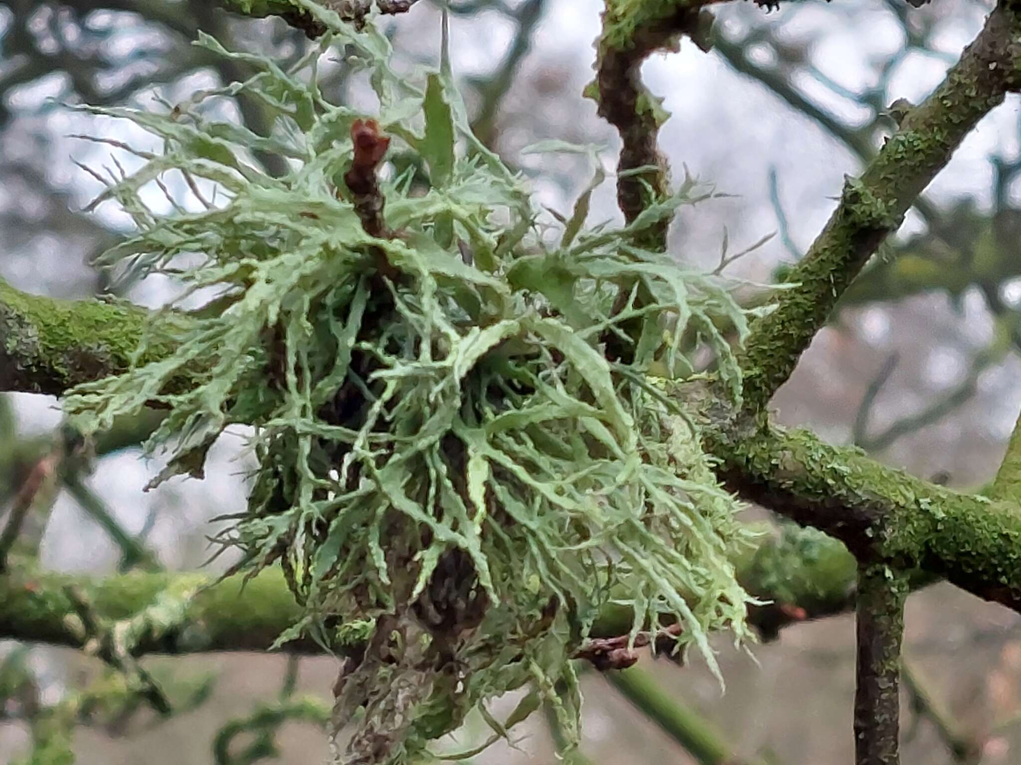 Image of farinose cartilage lichen