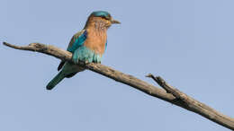 Image of Indian Roller