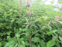 Image of Morina longifolia Wall.