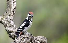 Image of Great Spotted Woodpecker