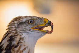 Image of Common Buzzard