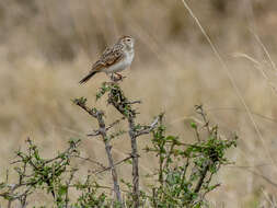 صورة Mirafra erythroptera Blyth 1845