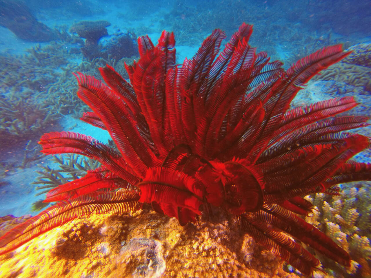 Image of Strong arm crinoid