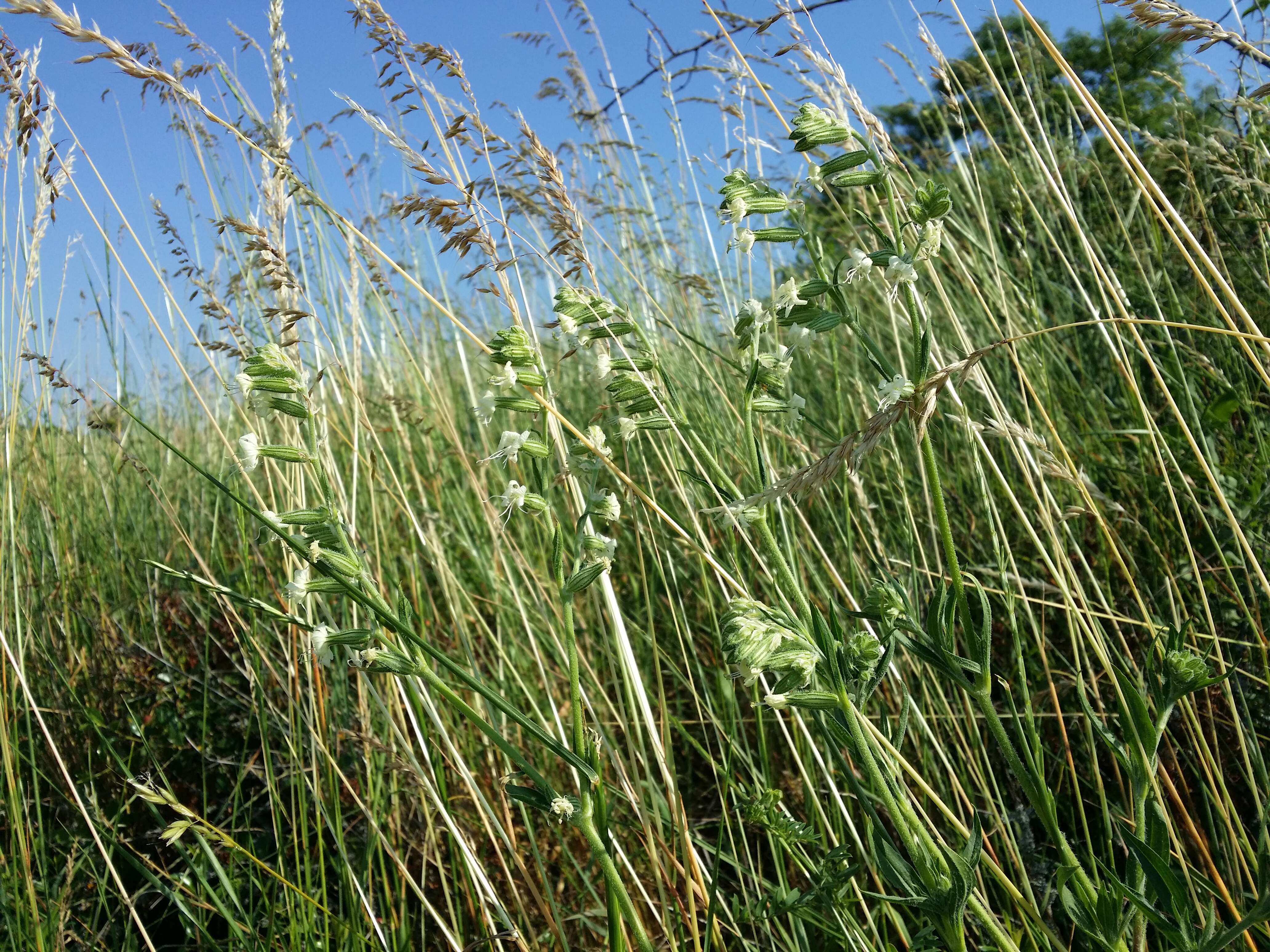 Слика од Silene dichotoma Ehrh.