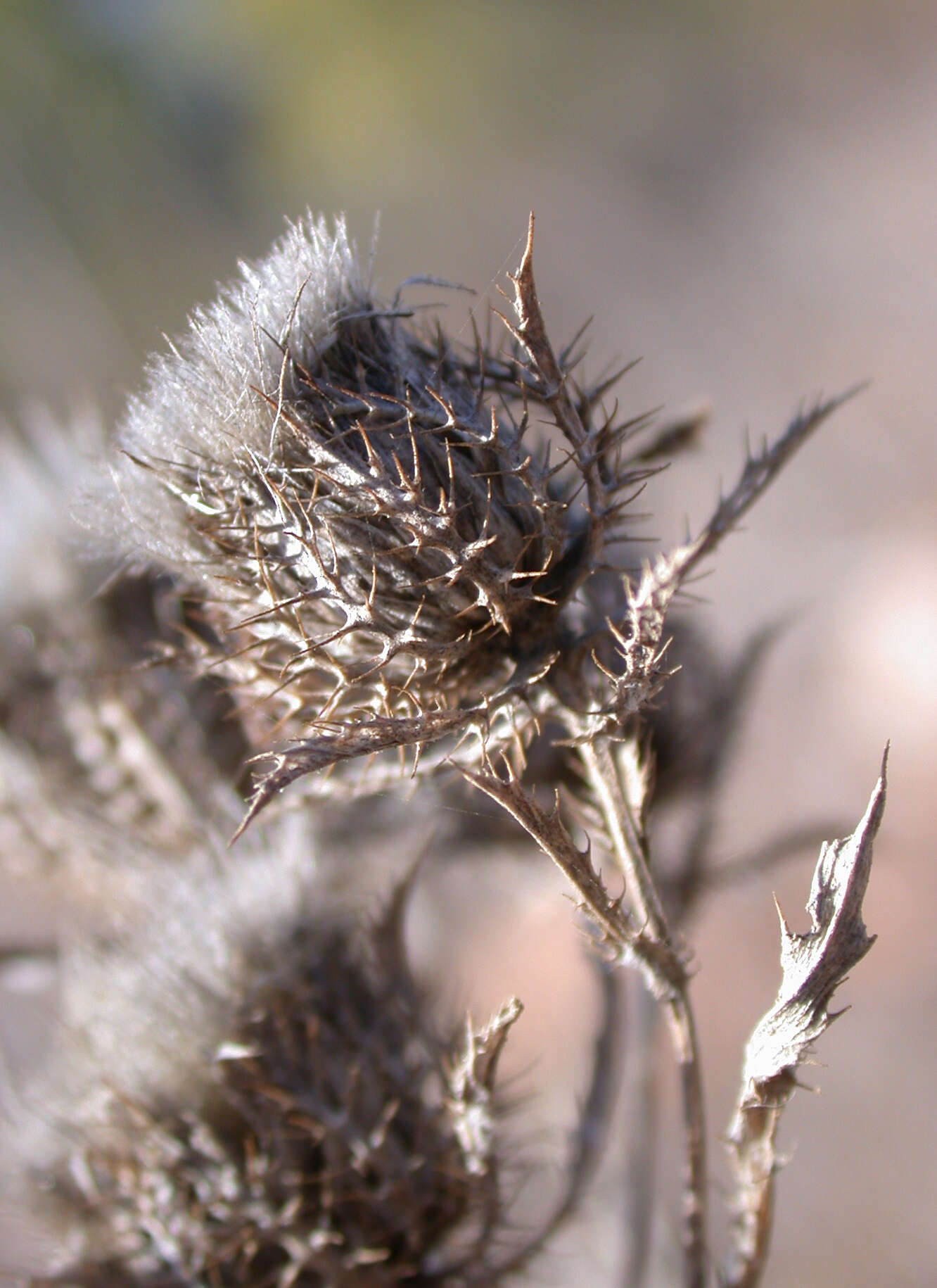 Image of Cage thistle