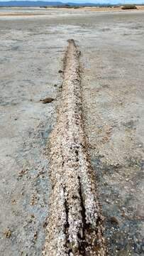 Image of Striped barnacle