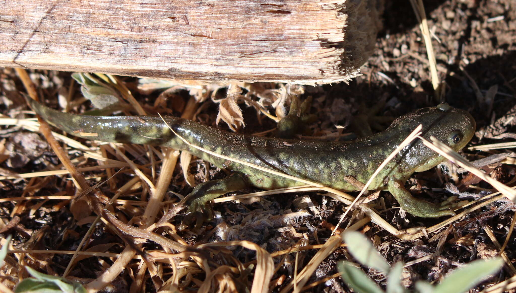 Image of Barred Tiger Salamander