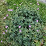 Imagem de Geranium endressii J. Gay