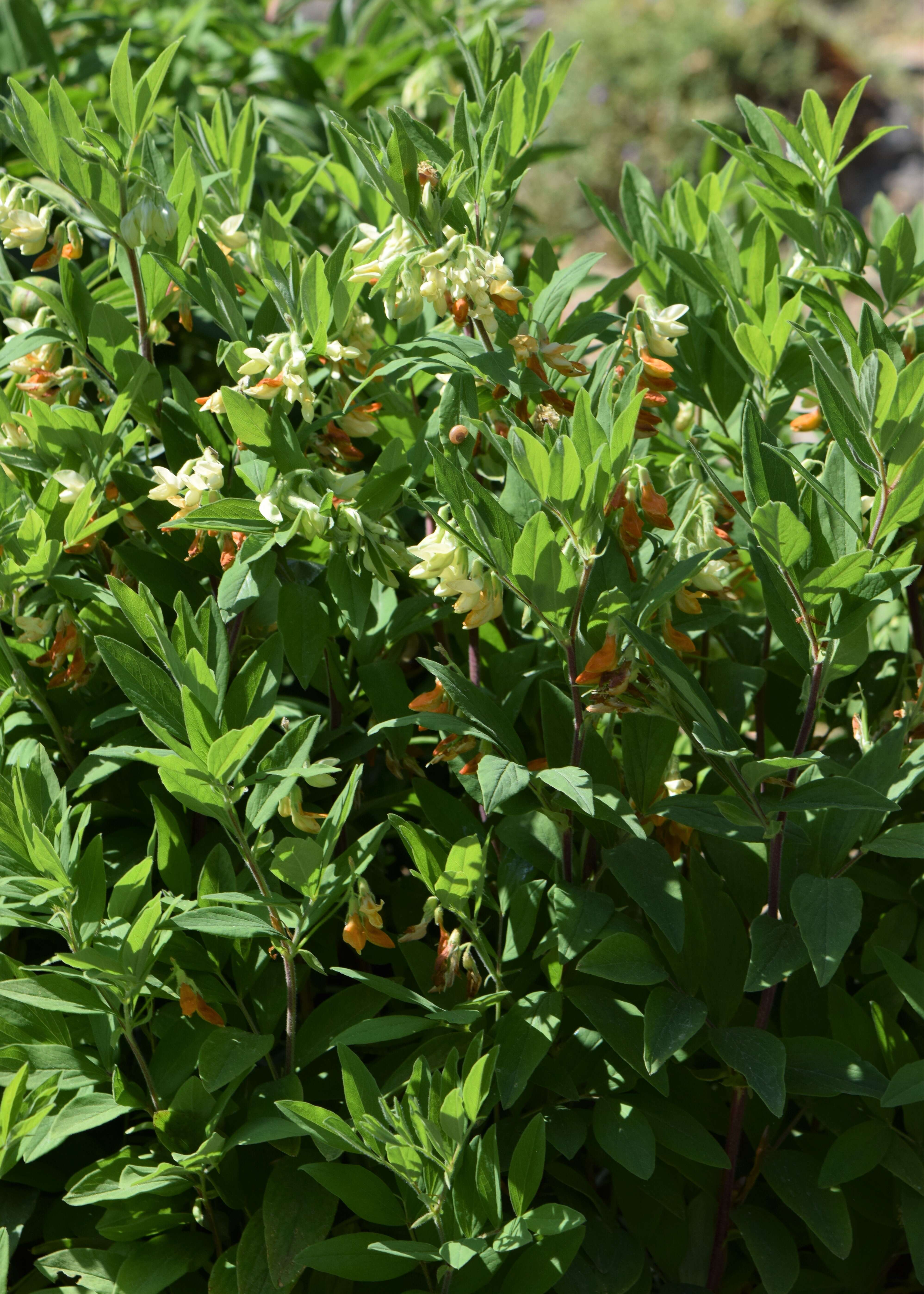 Imagem de Lathyrus laevigatus (Waldst. & Kit.) Gren.