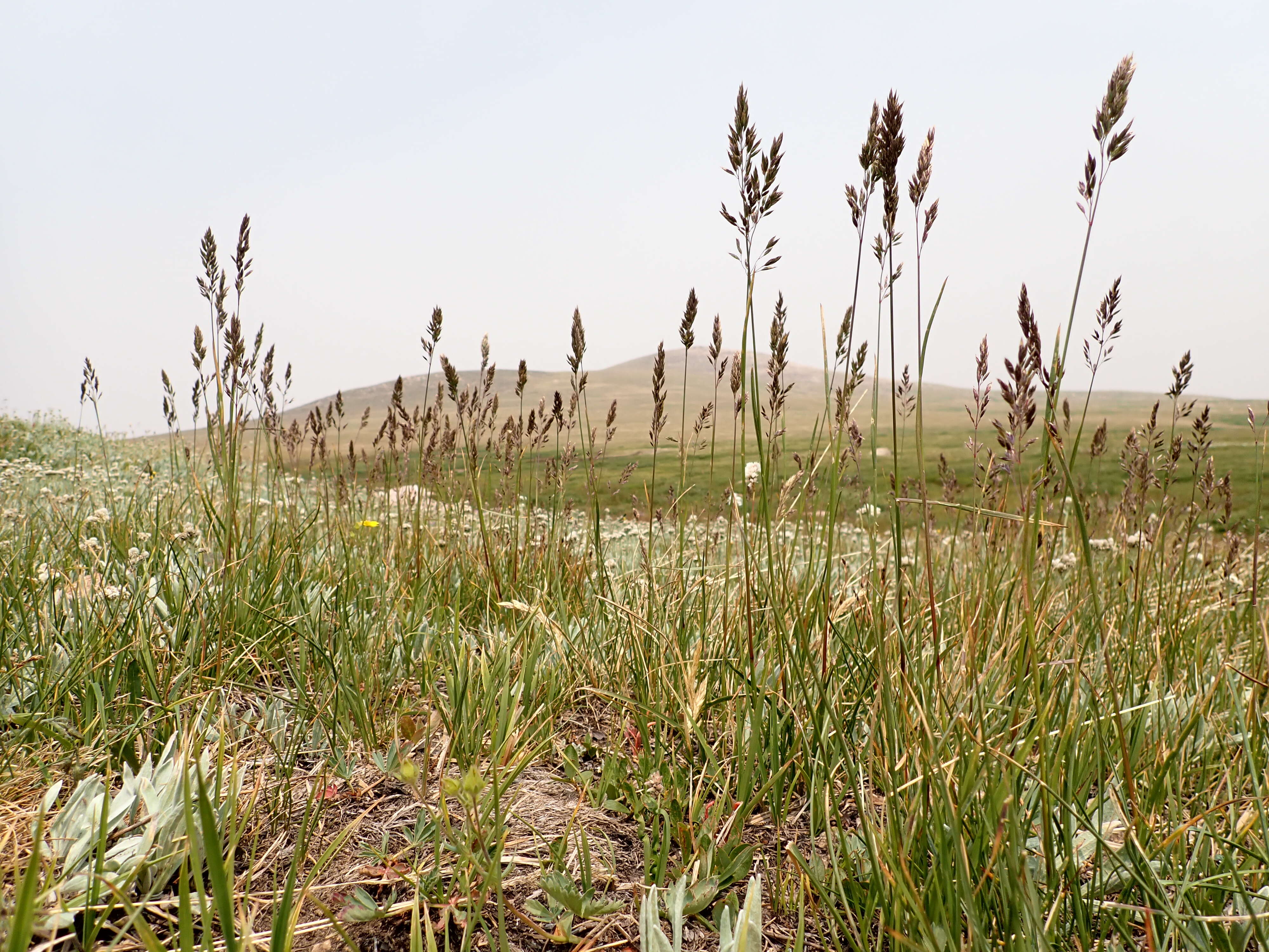 Image de Poa fendleriana (Steud.) Vasey