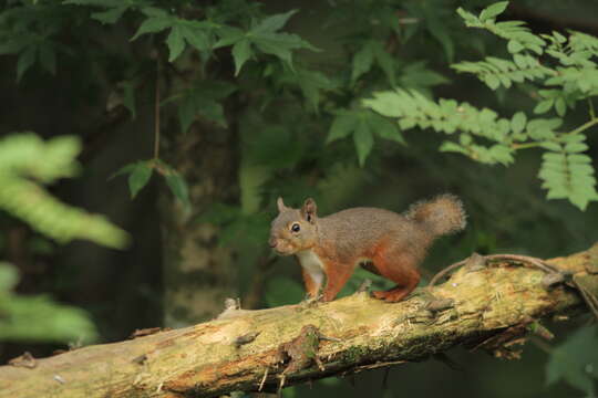 Image of Japanese Squirrel