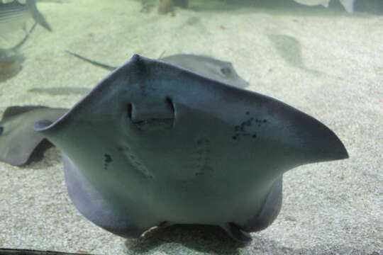 Image of Common Stingray