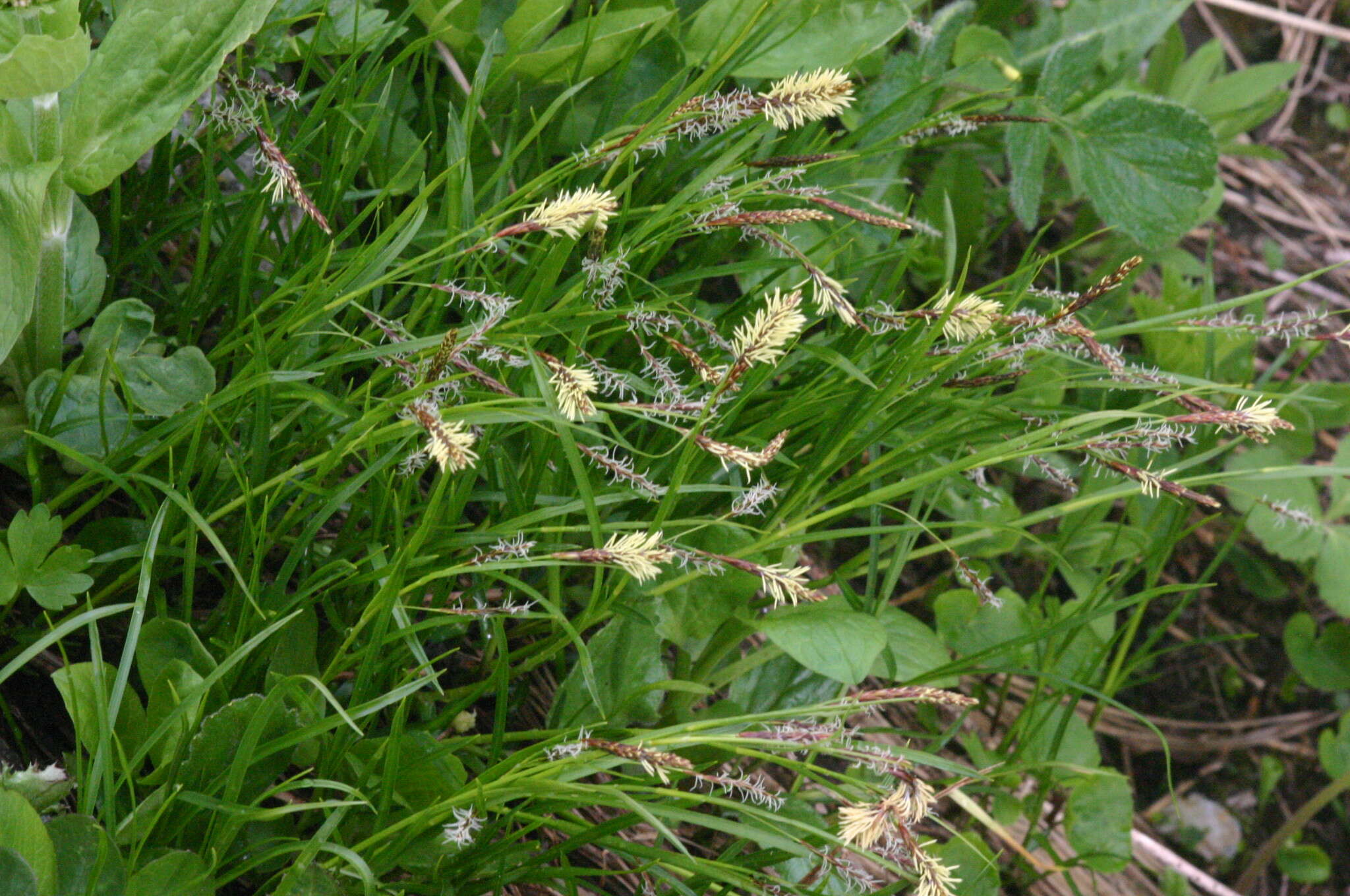 Image de Carex ferruginea Scop.