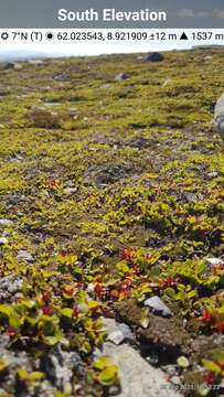 Image of snowbed willow