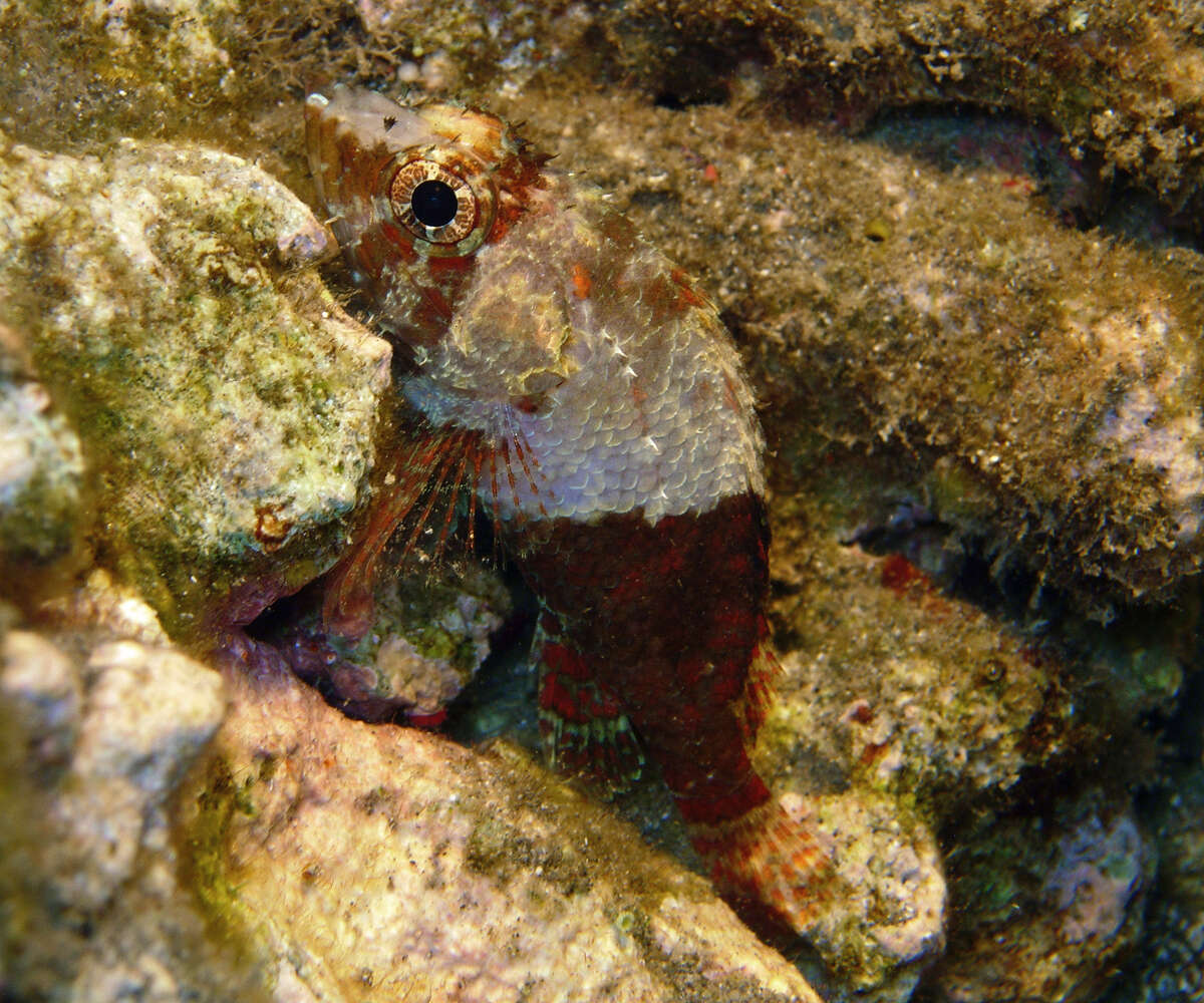 Image of Common scorpionfish