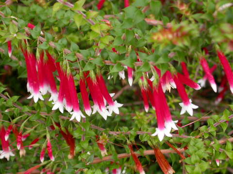 Plancia ëd Epacris impressa Labill.