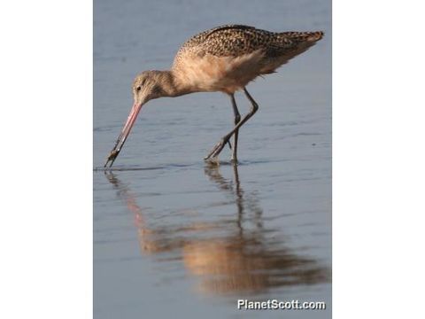 Image of Marbled godwit