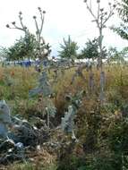 Image of Cotton Thistle