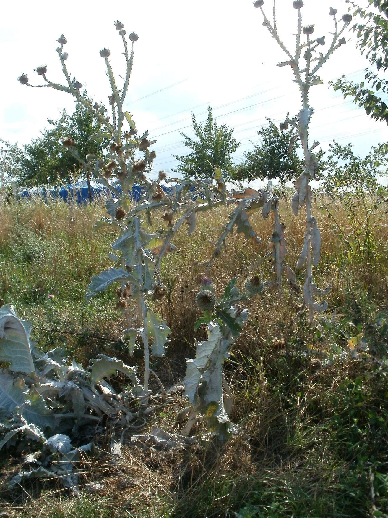 Image of Cotton Thistle