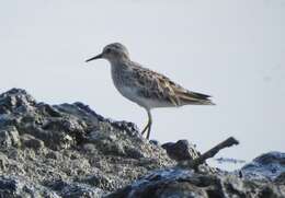 Image of Long-toed Stint