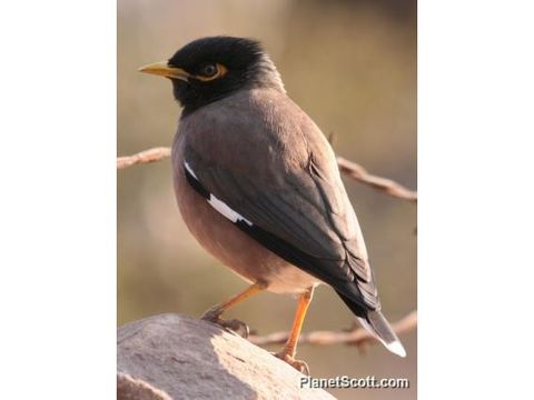 Image of Common myna