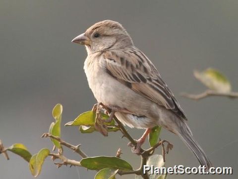 Image of House Sparrow