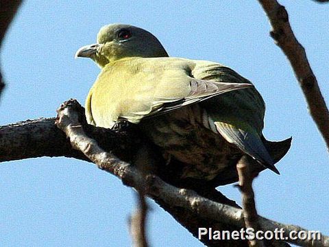 Image of Yellow-footed green pigeon
