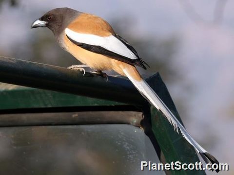 Image of Rufous treepie