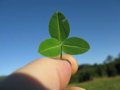 Image of Kenya clover