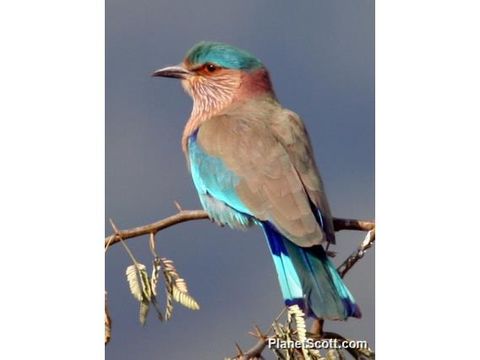Image of Indian Roller