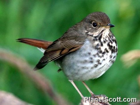 Image of Hermit thrush
