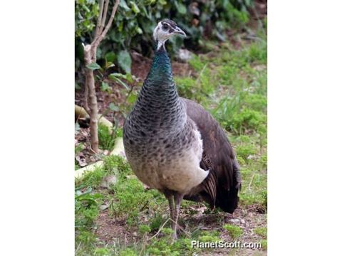 Image of Indian blue peafowl