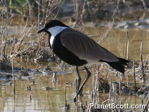 Image of Spur-winged Lapwing